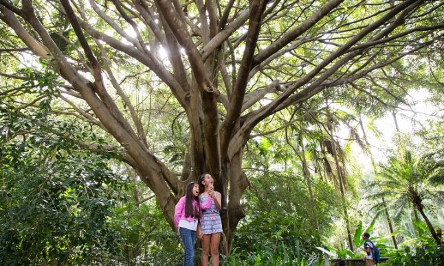 Mt Coot-tha Botanic Gardens