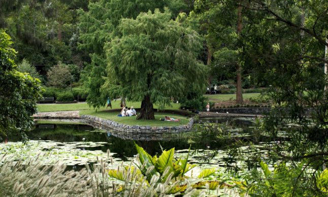 are dogs allowed at mt coot tha botanical gardens