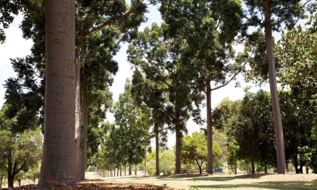 Kauri-avenue-sherwoodArboretum