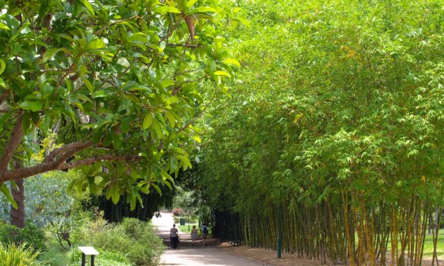 bamboo-walkway-botanic-gardens